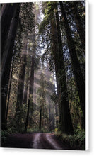 Load image into Gallery viewer, Redwoods - Canvas Print
