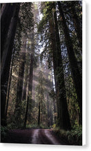 Load image into Gallery viewer, Redwoods - Canvas Print