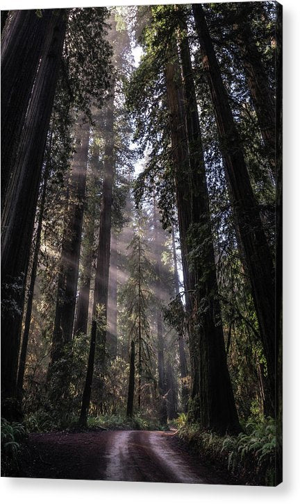 Redwoods - Acrylic Print