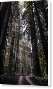 Redwoods - Canvas Print