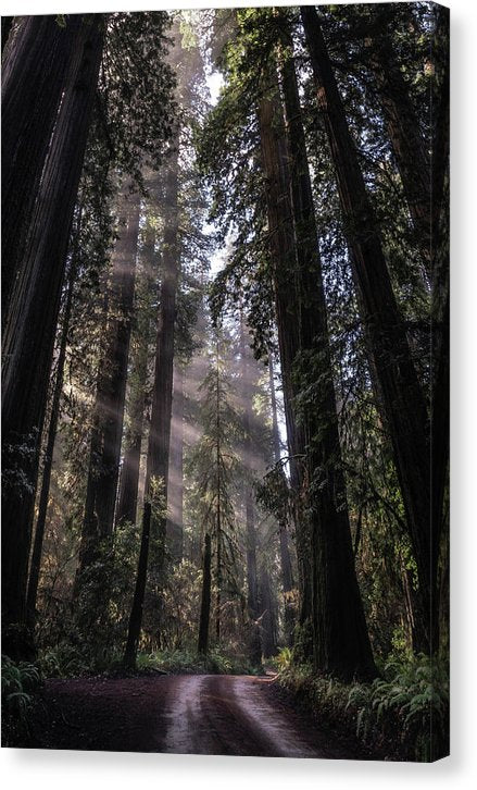 Redwoods - Canvas Print