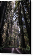 Load image into Gallery viewer, Redwoods - Canvas Print
