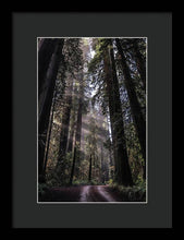Load image into Gallery viewer, Redwoods - Framed Print
