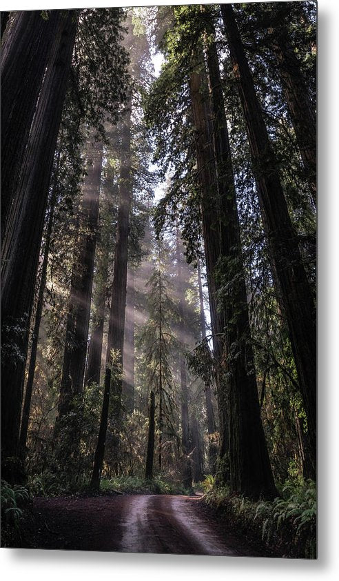 Redwoods - Metal Print