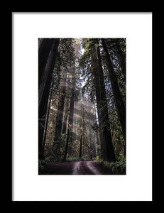 Redwoods - Framed Print