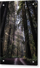 Load image into Gallery viewer, Redwoods - Acrylic Print
