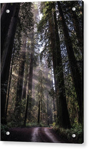 Redwoods - Acrylic Print