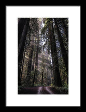 Load image into Gallery viewer, Redwoods - Framed Print
