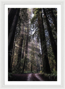 Redwoods - Framed Print
