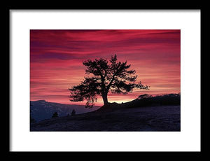 The Tree  - Framed Print