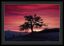 Load image into Gallery viewer, The Tree  - Framed Print
