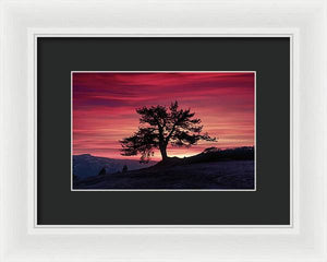 The Tree  - Framed Print